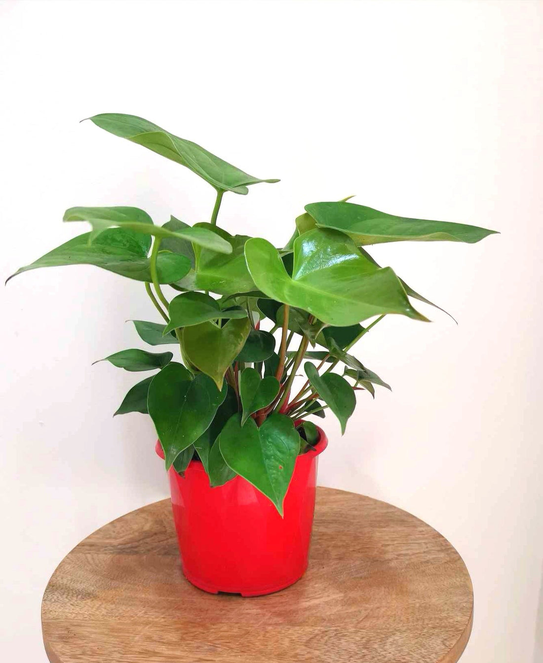 Anthurium white heart
